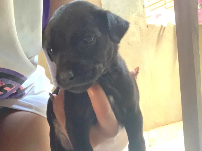 Cachorro raça SRD-ViraLata idade 2 a 6 meses nome Negona 