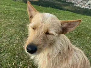 Cachorro raça SRD-ViraLata idade 2 anos nome Paçoca,