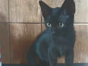 Gato raça SRD-ViraLata idade 2 a 6 meses nome Pan