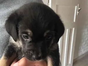 Cachorro raça SRD-ViraLata idade 2 a 6 meses nome Mimosa