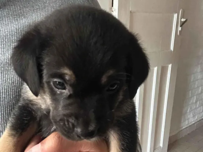 Cachorro raça SRD-ViraLata idade 2 a 6 meses nome Mimosa