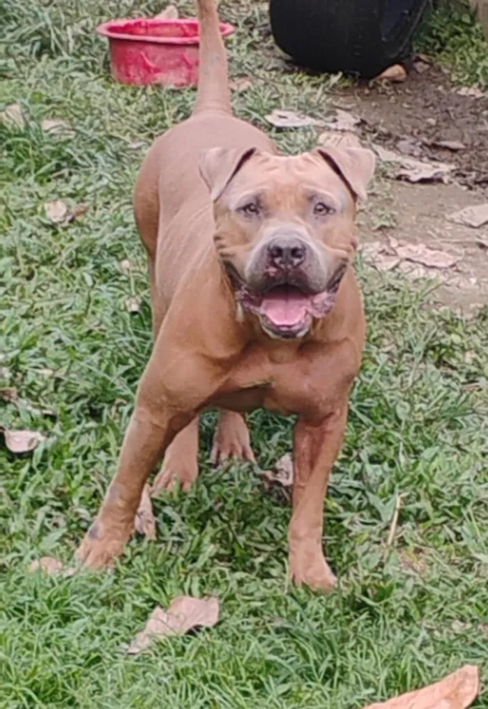 Cachorro raça Pit-Bull idade 3 anos nome Sansão 