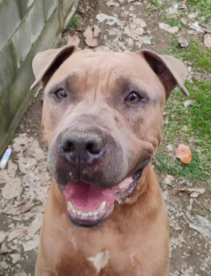 Cachorro raça Pit-Bull idade 3 anos nome Sansão 