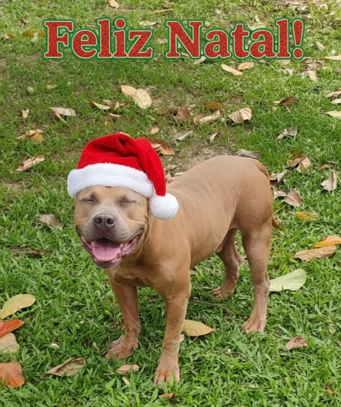 Cachorro raça Pit-Bull idade 3 anos nome Sansão 