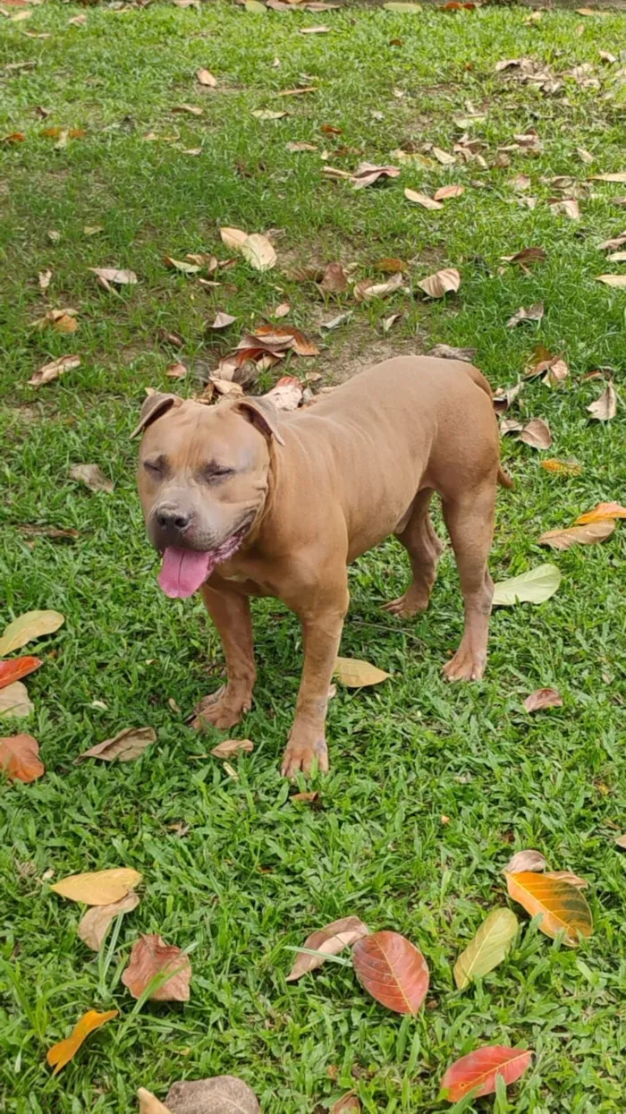 Cachorro raça Pit-Bull idade 3 anos nome Sansão 