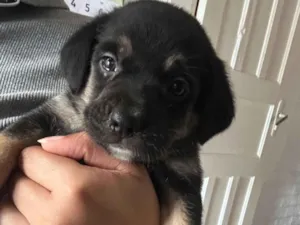 Cachorro raça SRD-ViraLata idade 2 a 6 meses nome Mimosa