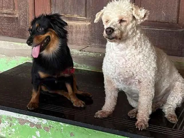 Cachorro raça SRD-ViraLata idade 1 ano nome MEG