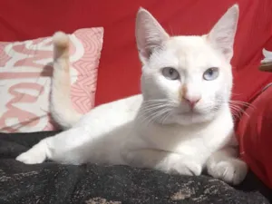 Gato raça SRD-ViraLata idade 2 a 6 meses nome Mimoso