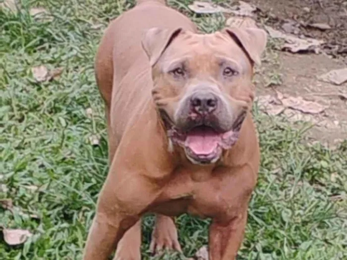 Cachorro raça Pit-Bull idade 3 anos nome Sansão 