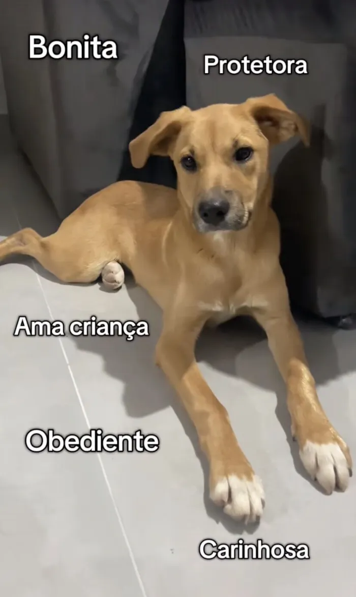 Cachorro raça SRD-ViraLata idade 1 ano nome Pipoca