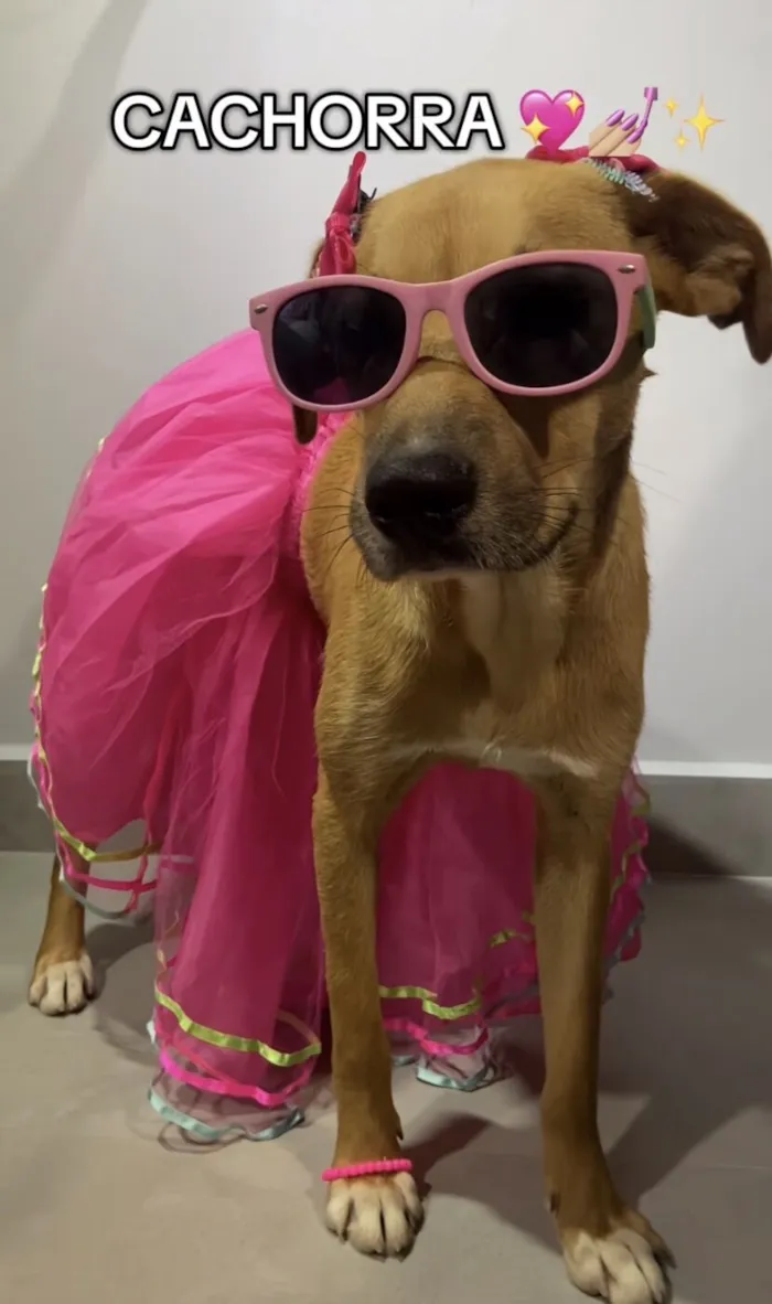 Cachorro raça SRD-ViraLata idade 1 ano nome Pipoca