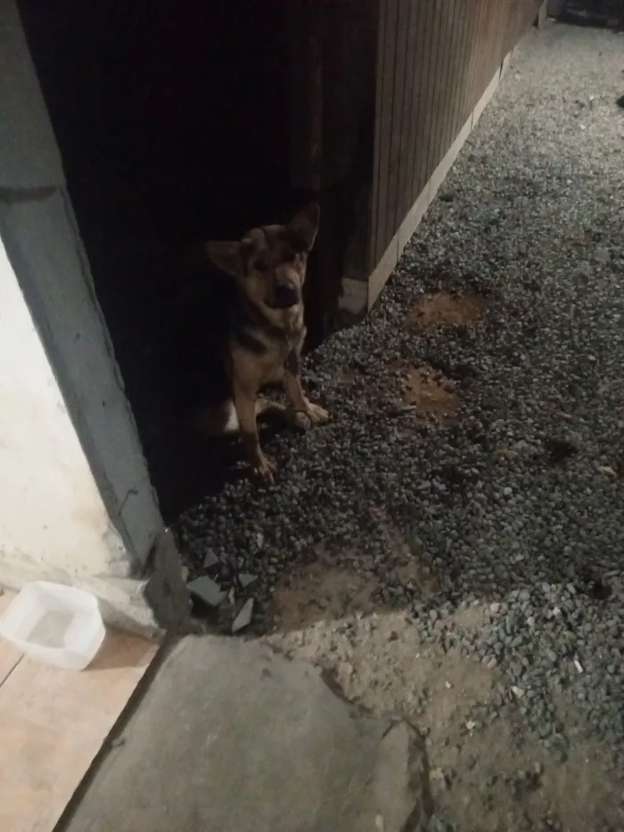 Cachorro raça Pastor Alemão idade 1 ano nome Loba