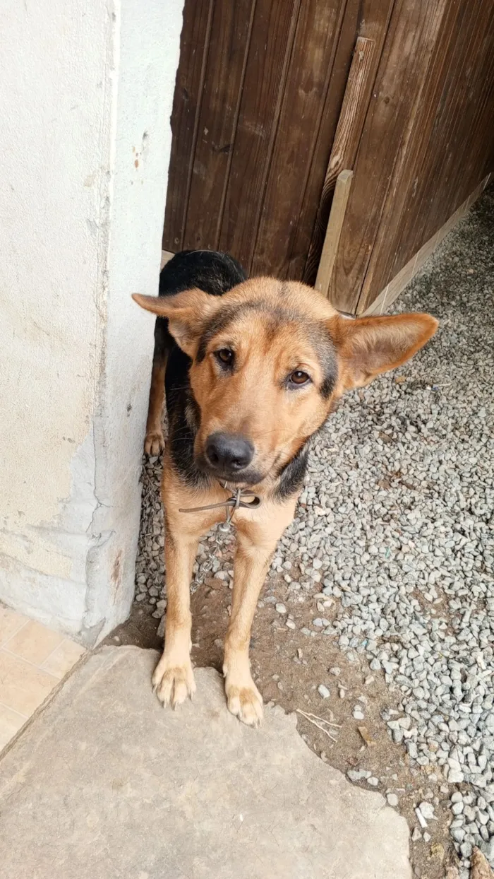 Cachorro raça Pastor Alemão idade 1 ano nome Loba