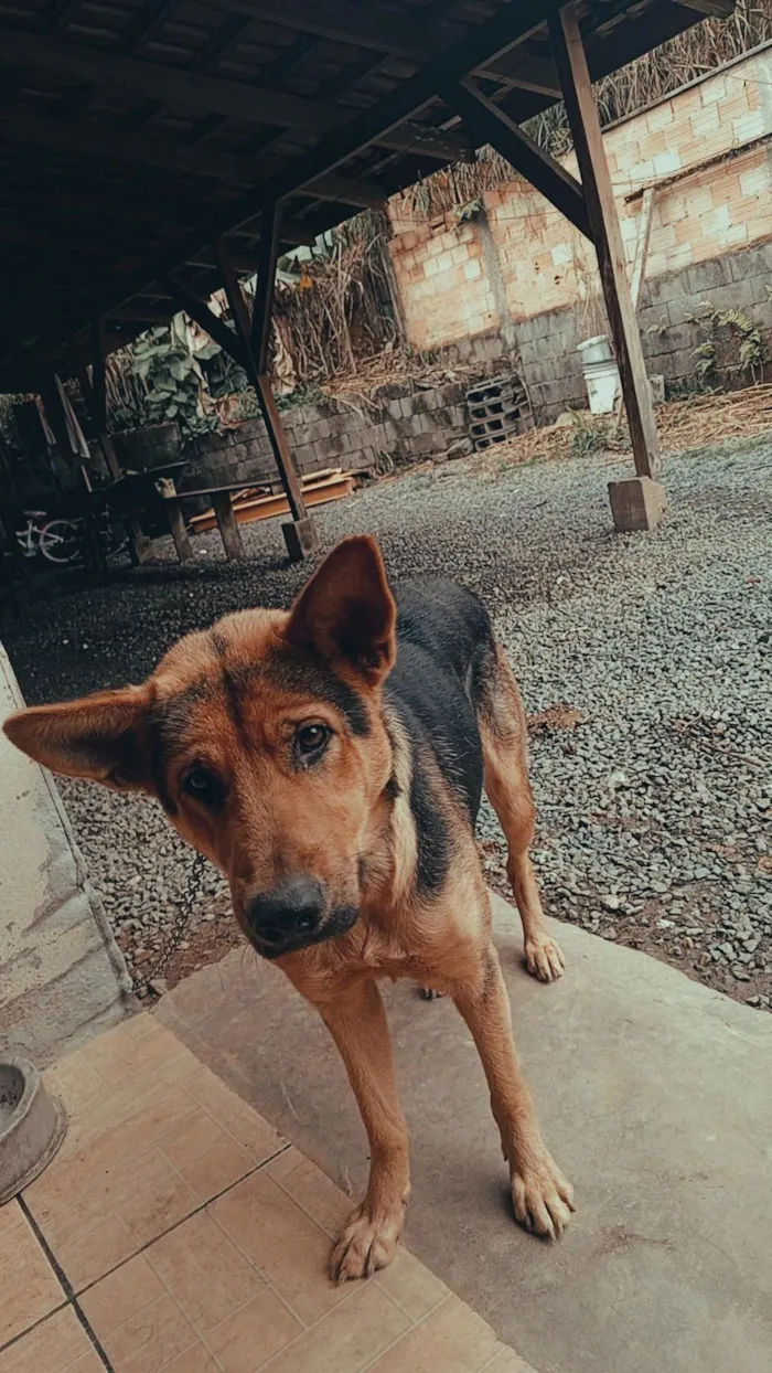 Cachorro raça Pastor Alemão idade 1 ano nome Loba