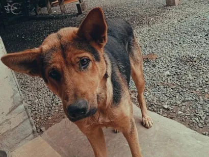 Cachorro raça Pastor Alemão idade 1 ano nome Loba