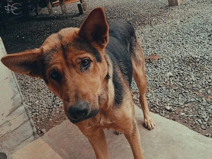 Cachorro raça Pastor Alemão idade 1 ano nome Loba