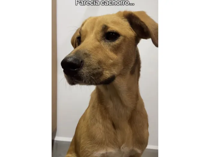 Cachorro raça SRD-ViraLata idade 1 ano nome Pipoca