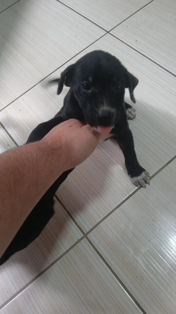 Cachorro raça SRD-ViraLata idade Abaixo de 2 meses nome Sem nome definido 