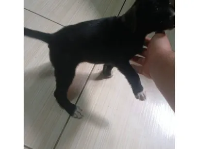Cachorro raça SRD-ViraLata idade Abaixo de 2 meses nome Sem nome definido 
