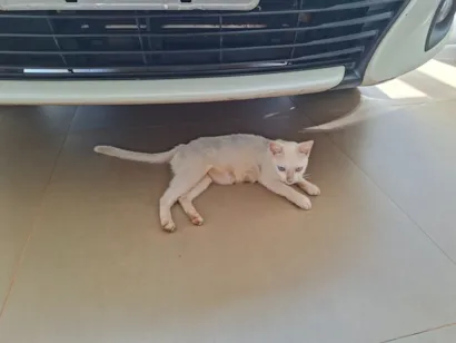 Gato raça SRD-ViraLata idade 1 ano nome sem nome definido 