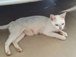 Gato raça SRD-ViraLata idade 1 ano nome sem nome definido 