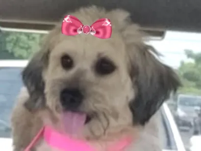 Cachorro raça Shitzu idade 1 ano nome Sophia 