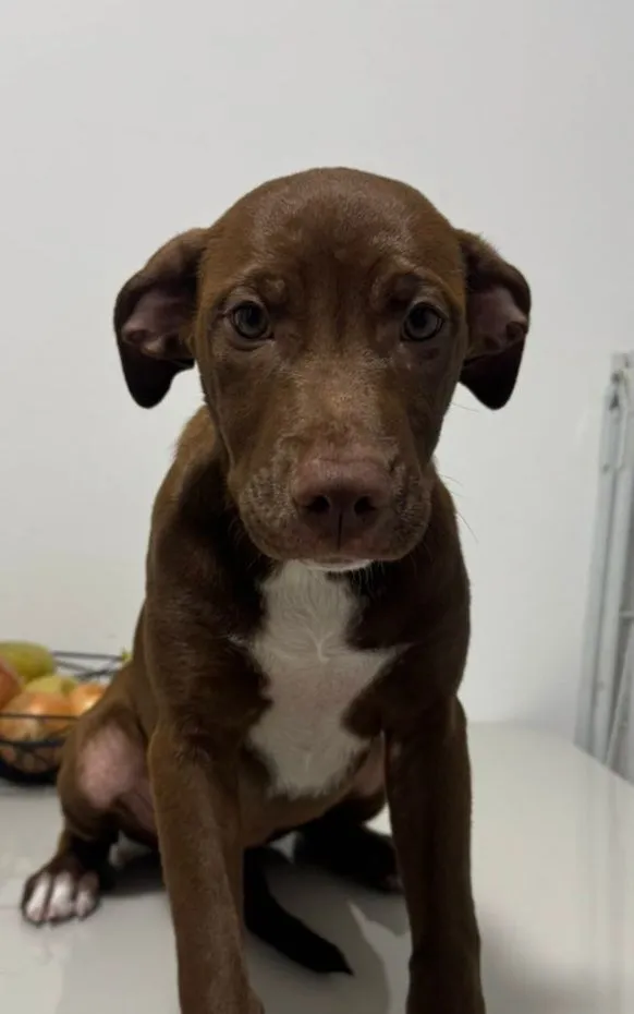 Cachorro raça SRD-ViraLata idade 2 a 6 meses nome mel