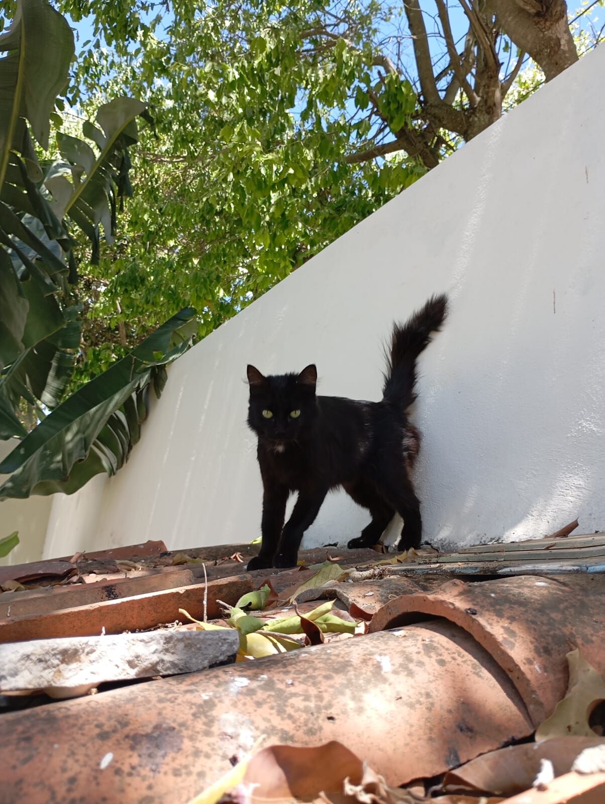 Black - Vitória da Conquista