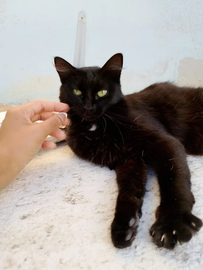 Gato raça SRD-ViraLata idade 1 ano nome Black