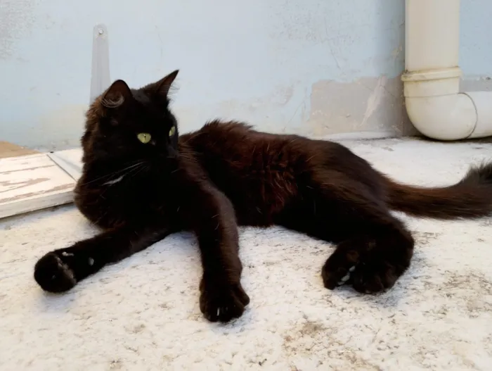 Gato raça SRD-ViraLata idade 1 ano nome Black