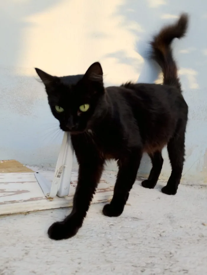 Gato raça SRD-ViraLata idade 1 ano nome Black