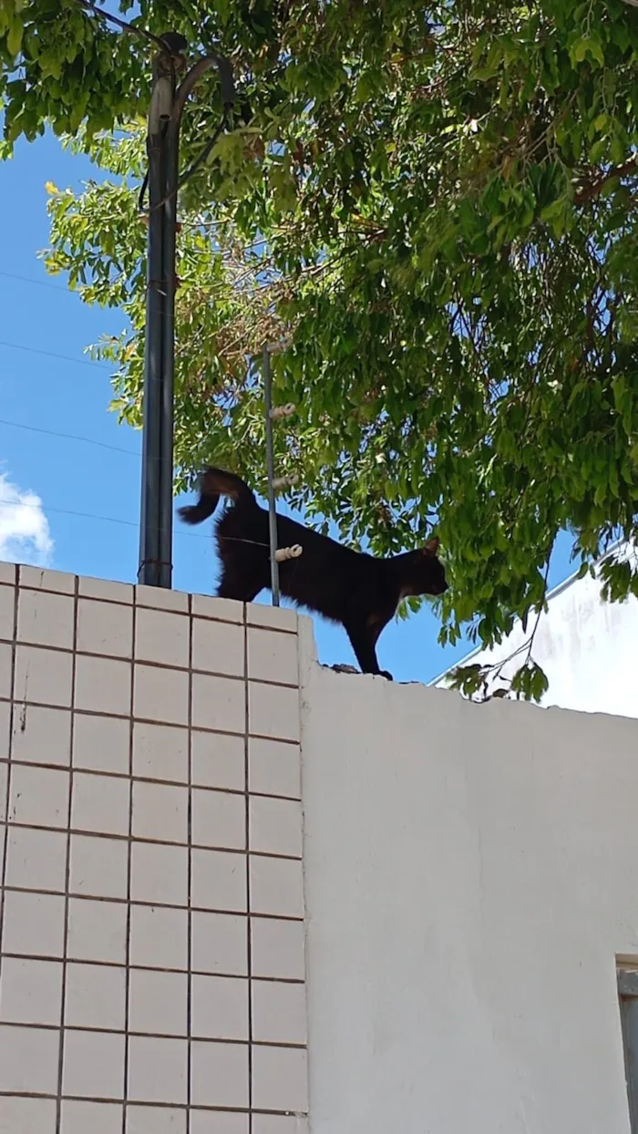 Gato raça SRD-ViraLata idade 1 ano nome Black