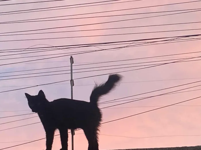 Gato raça SRD-ViraLata idade 1 ano nome Black