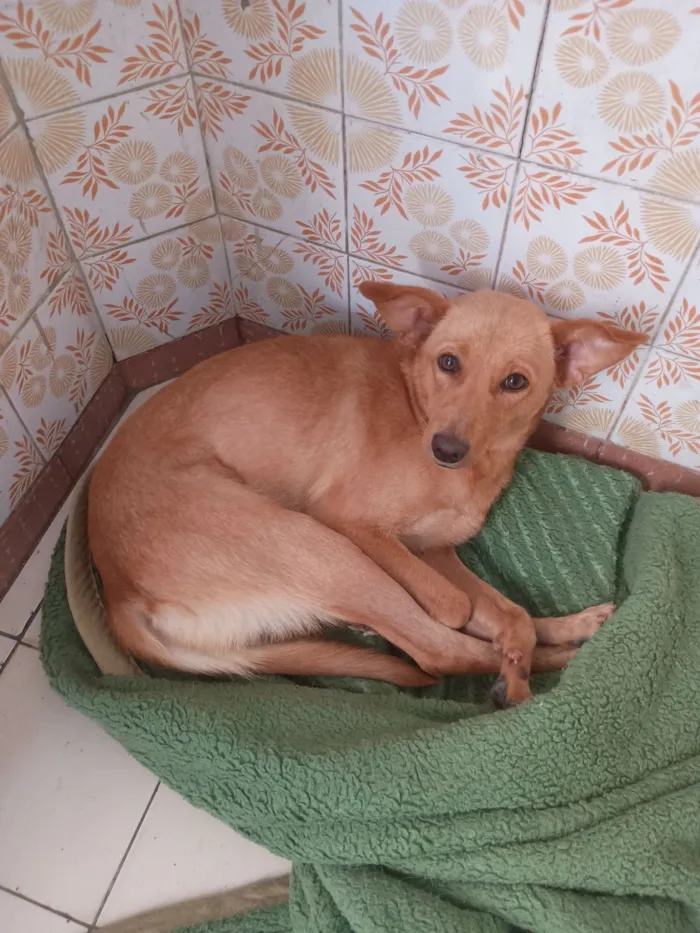 Cachorro raça SRD-ViraLata idade 4 anos nome Sonia Regina 