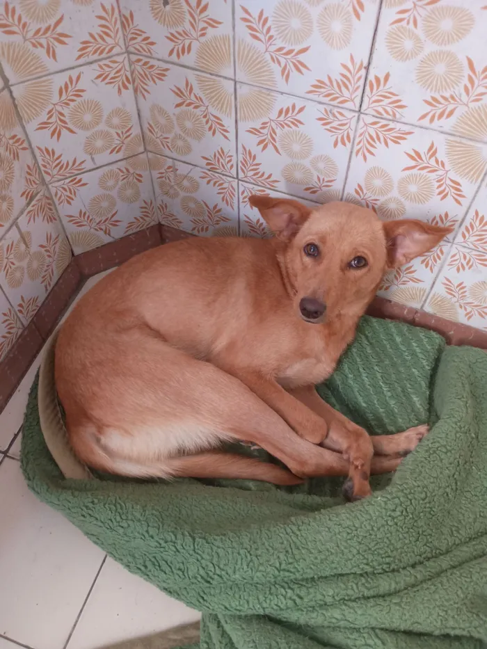 Cachorro raça SRD-ViraLata idade 4 anos nome Sonia Regina 