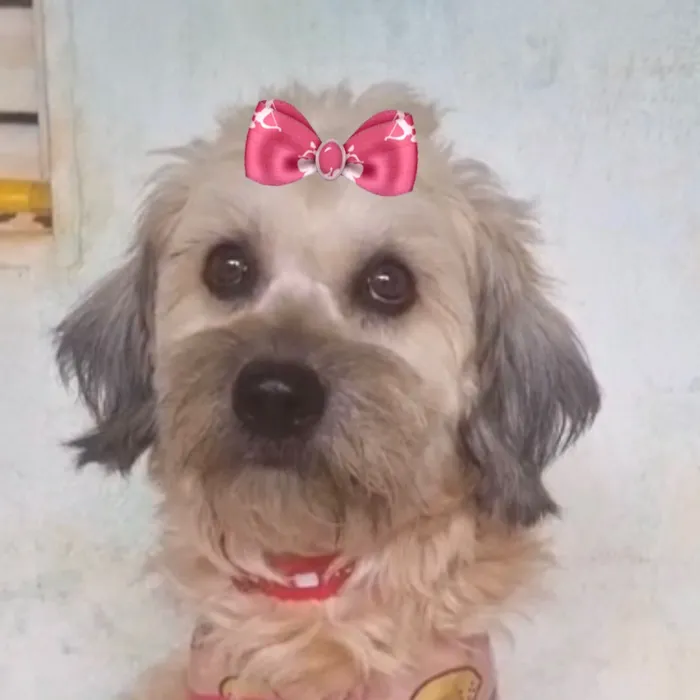 Cachorro raça Shitzu idade 1 ano nome Sophia 
