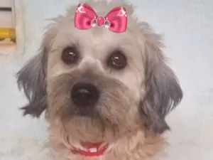Cachorro raça Shitzu idade 1 ano nome Sophia 
