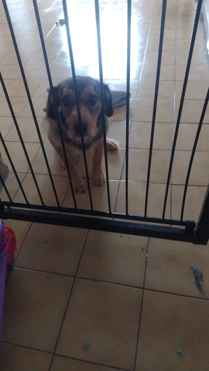 Cachorro raça SRD-ViraLata idade 1 ano nome lua 