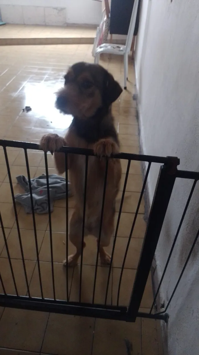 Cachorro raça SRD-ViraLata idade 1 ano nome lua 