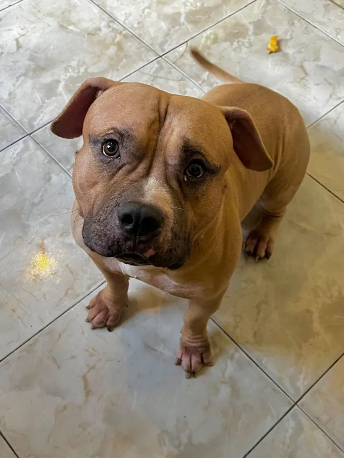 Cachorro raça Pit-Bull idade 1 ano nome Nick 
