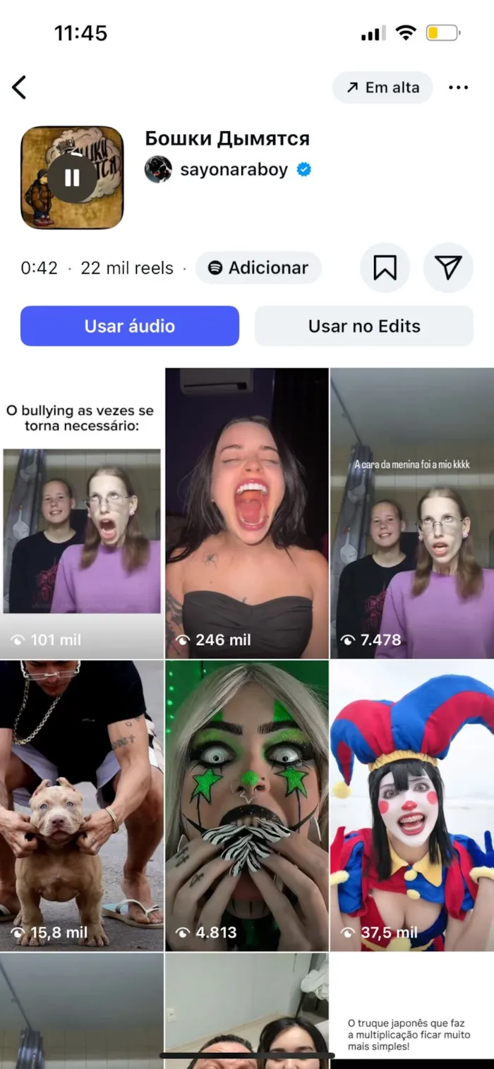 Cachorro raça Pit-Bull idade 1 ano nome Nick 