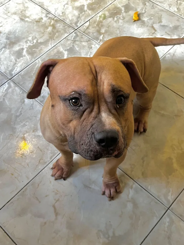 Cachorro raça Pit-Bull idade 1 ano nome Nick 