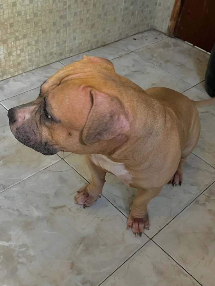 Cachorro raça Pit-Bull idade 1 ano nome Nick 