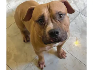 Cachorro raça Pit-Bull idade 1 ano nome Nick 