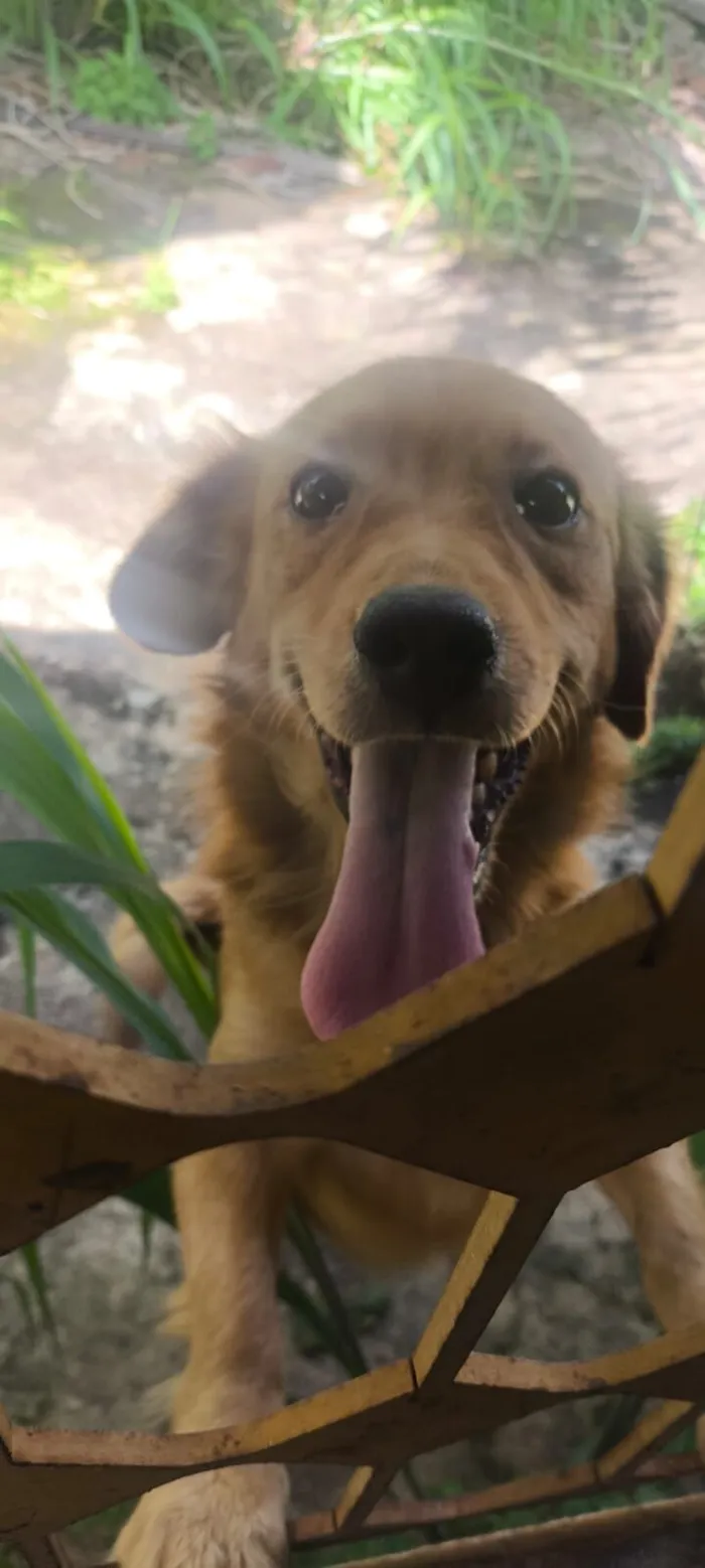 Cachorro raça SRD-ViraLata idade 1 ano nome Xico