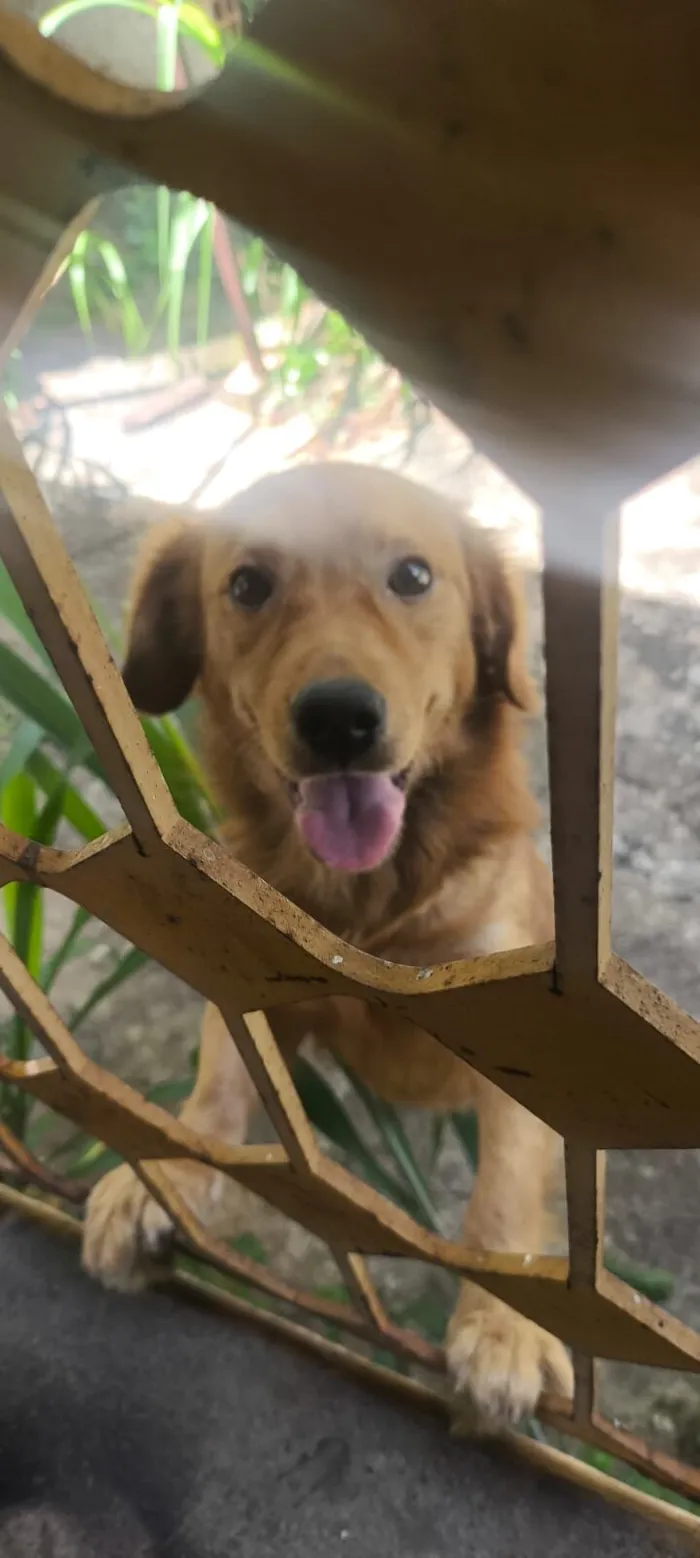 Cachorro raça SRD-ViraLata idade 1 ano nome Xico