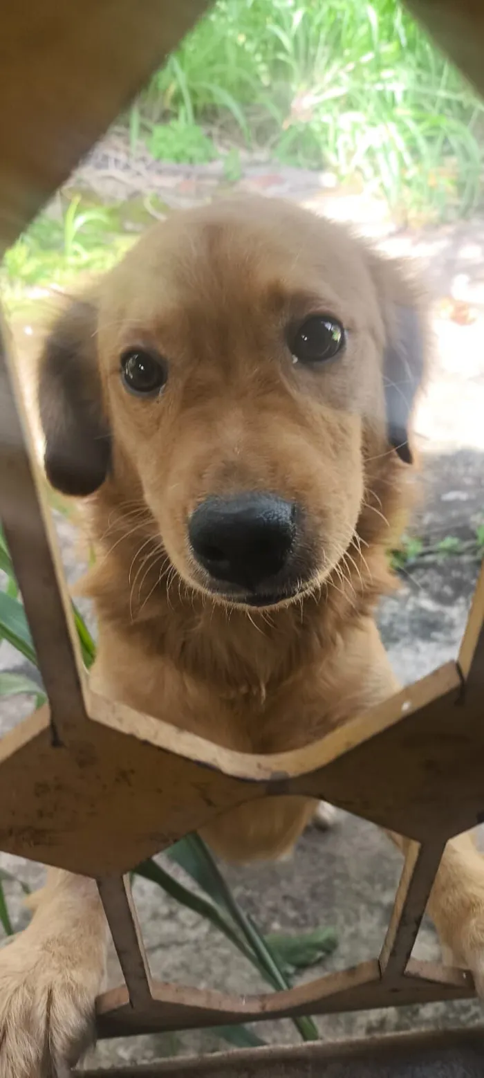 Cachorro raça SRD-ViraLata idade 1 ano nome Xico