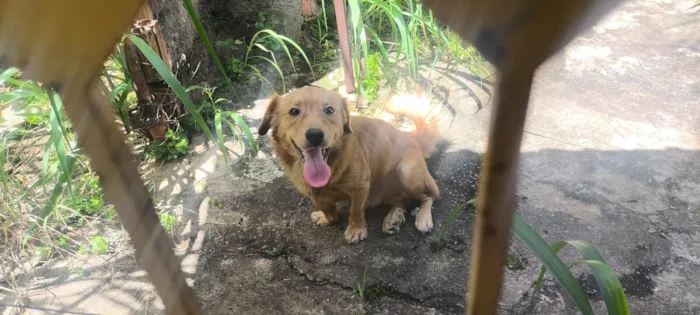 Cachorro raça SRD-ViraLata idade 1 ano nome Xico