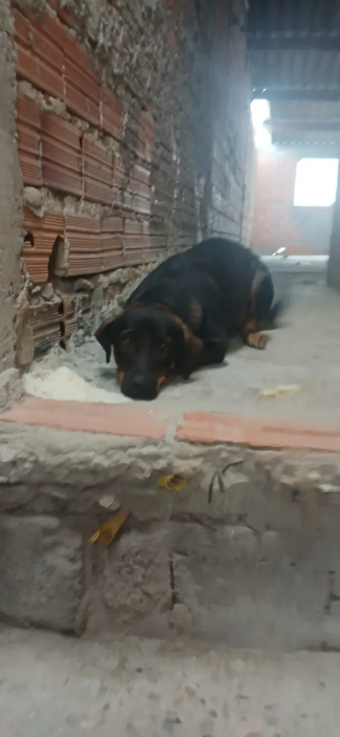 Cachorro raça SRD-ViraLata idade 1 ano nome Ragnar 