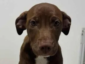 Cachorro raça SRD-ViraLata idade 2 a 6 meses nome mel